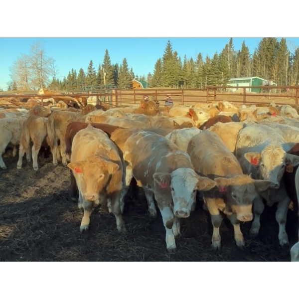 Jeff Smith - 660# October Deliver Steer Calves - 85 Head (Sundre, AB)