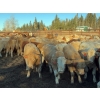 Image 1 : Jeff Smith - 660# October Deliver Steer Calves - 85 Head (Sundre, AB)