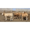 Image 4 : Cattlewood Farms Ltd. - 735# June Delivery Heifers - 57 Head (Fincastle, AB)
