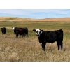 Image 3 : S & R Gerbrandt Farms - 570# November Delivery Steer Calves - 50 Head (Swift Current, SK) VBP+