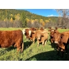 Image 2 : Squaw Valley Ranch - 730# October Delivery Heifer Calves - 80 Head (Lumby, BC)