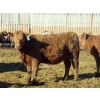 Image 7 : Douglass Agro - 715# March Delivery Heifers - 175 Head (Gem, AB)