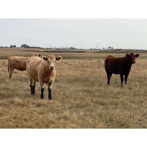 Crisp Ranches - 920# September Delivery Grass Heifers - 136 Head (Monitor, AB)