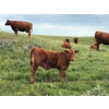 Image 5 : Ed & Connie Gammie - 495# December Delivery Steer Calves - 120 Head (Handhills, AB)