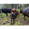 Image 4 : Jacobsen Family Ranch - 520# November Delivery Heifer Calves - 80 Head (Williams Lake, BC)