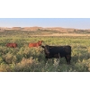 Image 4 : Wyatt & Meg Isaacson - 965# Sept/Oct Delivery Grass Steers - 315 Head (Killdeer, SK)