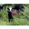 Image 5 : Calvin Rydzik - 625# November Delivery Steer Calves - 100 Head (Glenavon, SK)