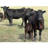 Image 17 : 9X Enterprises - 12 Black/BBF 1st Calf Pairs (Millicent, AB)