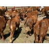 Image 2 : Crooked Tree Ranch - 600# October Delivery Steer Calves - 105 Head (Jenner, AB)