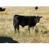 Image 7 : Rommens Farm Ltd. - 575# October Delivery Steer Calves - 65 Head (Brooks, AB)
