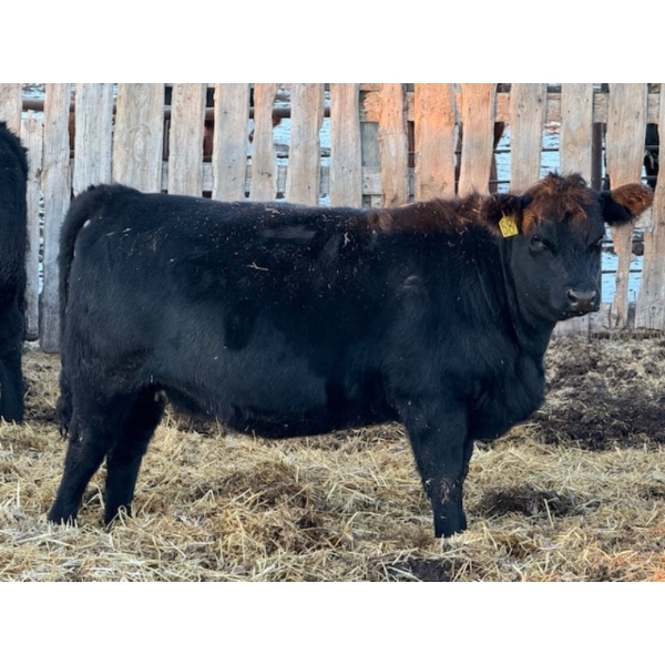 Cornerglen Ranching (McNeil) - 10 Black Simm/Angus X April/May Calving Bred Heifers (Crestomere, AB)