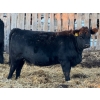 Image 1 : Cornerglen Ranching (McNeil) - 10 Black Simm/Angus X April/May Calving Bred Heifers (Crestomere, AB)
