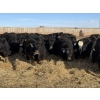Image 2 : Hegedys Ranching - 1030# January Delivery Steers - 62 Head (Acme, AB)