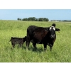 Image 8 : Lee Johnston - 35 Black/Black X Cow/Calf Pairs (Welwyn, SK)