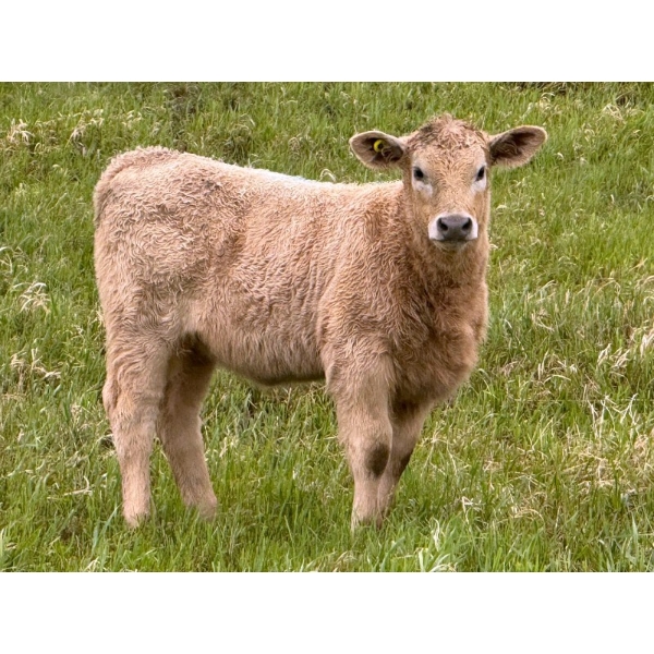 GW Murray Ranches - 590# October Delivery Heifer Calves - 100 Head (Tompkins, SK)