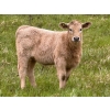 Image 1 : GW Murray Ranches - 510# October Delivery Heifer Calves - 110 Head (Tompkins, SK)