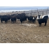 Image 5 : SaskAlta Farms - 740# March Delivery Heifers - 140 Head (Alsask, SK)
