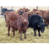 Image 5 : Resch Ranch - 950# March Weaned Steers - 195 Head (Leader, SK) VBP+