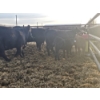 Image 11 : Rolling N Ranches (Nolan & Amanda Osadczuk) - 5 Black Heifer Pairs