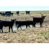 Image 6 : Mackie Ranch - 530# October Delivery Steer Calves - 100 Head (Valjean, SK)