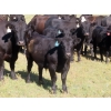 Image 8 : L & J Ranch - 640# October Delivery Steer Calves - 58 Head (Harptree, SK)