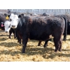 Image 2 : A&S Farms - 30 BWF Replacement Heifers (Coaldale, AB)