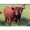 Image 6 : Taylor Enterprises Inc. - 875# September Delivery Grass Heifers - 140 Head (Wawota, SK)