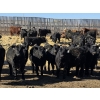 Image 2 : Downie Lake Colony - 860# March Delivery Heifers - 210 Head (Maple Creek, SK)