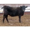 Image 10 : Martin DeVos - 860# March/April Delivery Heifers - 115 Head (Fork River, MB)