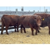 Image 2 : Crooked Creek Farms -  11 Big Strong Mature Cows (Pen 416)