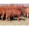 Image 9 : Taylor Enterprises Inc. - 875# October Delivery Grass Heifers - 100 Head (Wawota, SK)
