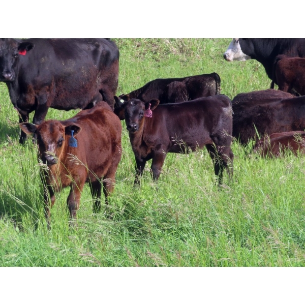 Nameth Land & Livestock Ltd. - 500# November Delivery Heifer Calves - 50 Head (Cupar, SK) VBP+