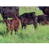 Image 1 : Nameth Land & Livestock Ltd. - 500# November Delivery Heifer Calves - 50 Head (Cupar, SK) VBP+