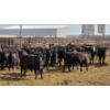 Image 3 : M.S. MacLean Livestock - 750# April Delivery Heifers - 51 Head (Coaldale, AB)