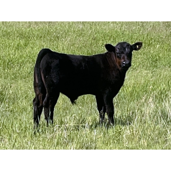Harley Hutton - 590# October Delivery Steer Calves - 80 Head (Hanna, AB)