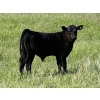 Image 1 : Harley Hutton - 590# October Delivery Steer Calves - 80 Head (Hanna, AB)