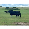 Image 14 : Jamieson Ranch - 550# November Delivery Steer Calves - 95 Head (Cabri, SK)