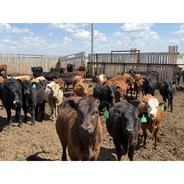 Alberta Prime Customer - 725# July/Aug Delivery Heifers - 70 Head (Monarch, AB)