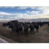 Image 7 : Lowe Ranches - 706# March Delivery Heifers - 54 Head (Nanton, AB)