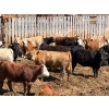 Image 2 : Hawkins Family Farm - 950# May Delivery Heifers - 185 Head (Shamrock, SK)