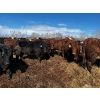 Image 10 : Chris Bartel - 1025# May Delivery Steers - 60 Head (Fort Vermilion, AB)