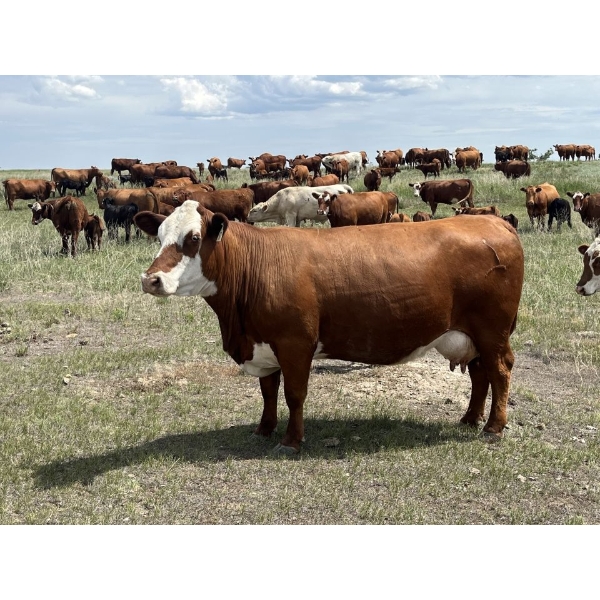 Sam & Charlie McKinnon - 2 RBF 2nd Calvers (Pen 711)