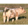 Image 11 : Darcy, Colton & Blake Reinhardt - 700# October Delivery Steer Calves - 88 Head (Nightingale, AB)