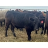 Image 5 : Crane Lake Land & Cattle - 1000# October Grass Steers - 120 Head (Kerrobert, SK)