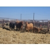 Image 1 : Hillside Farm - 1 Pair