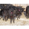 Image 5 : CDA Farms Ltd. - 990# February Delivery Steers - 45 Head (Lemberg, SK)