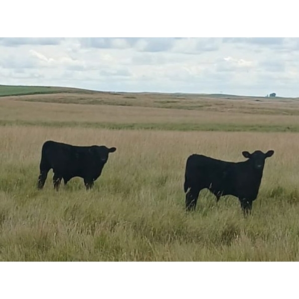 WB Cattle Company Ltd. - 590# Oct/Nov Delivery Steer Calves - 95 Head (Medicine Hat, AB)