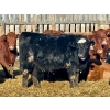 Image 10 : Schunicht Farms - 800# March Delivery Heifers - 220 Head (Strathmore, AB)