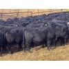Image 6 : Midpoint Farms - 26 Black Angus X April/May Calving Bred Heifers (Drayton Valley, AB)