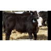 Image 4 : Pozko Cattle Company Ltd. - 600# October Delivery Heifer Calves - 6 Head (Creston, BC)